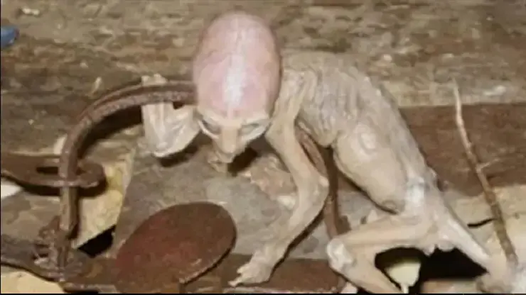Mysterious human-looking creature found in Mexico