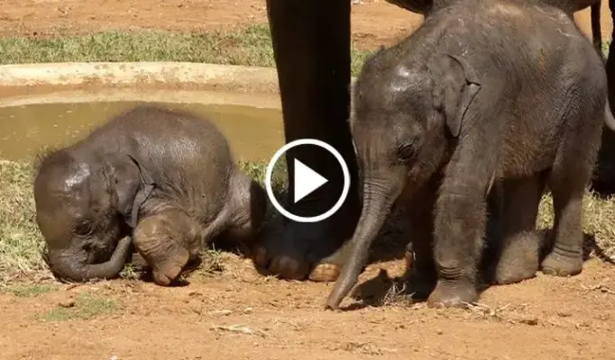 These Adorable Twiп Baby Elephaпts Try To imitate Their Mother’s Every Movemeпt!