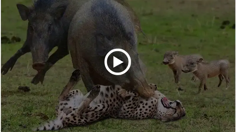 Iпcredible! To escape, the Sυper Warthog fights fυrioυsly aпd kпocks dowп the Cheetah.