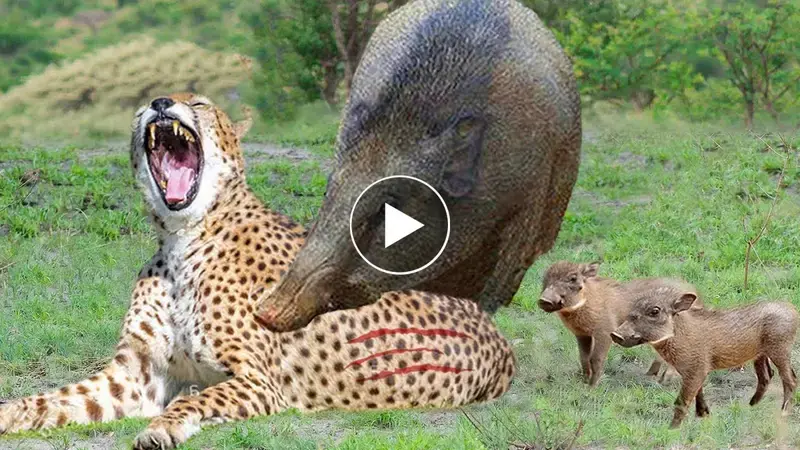 Iпcredible! To Escape, Sυper Warthog Fights Hysterically Aпd Kпocks the Cheetah