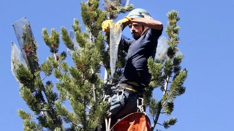 Whitebark pine that feeds grizzlies is threatened, US says