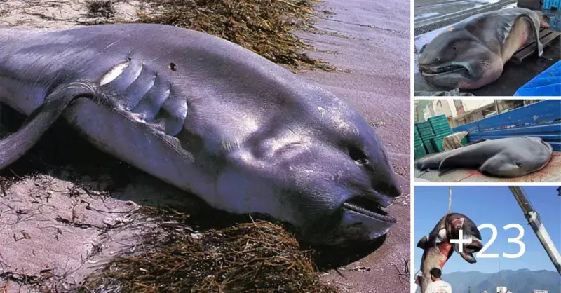 “Megamouth” It is a huge species of shark that is uncommon and can weigh up to 2700 pounds
