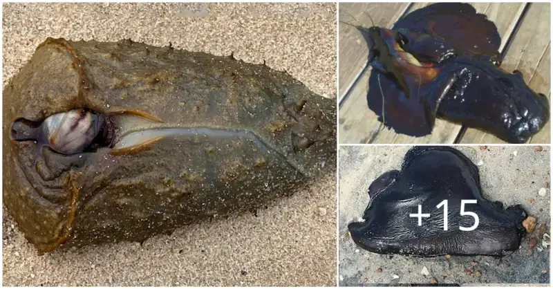 A strange-looking critter that resembles a “extraterrestrial” washes up on the Sydney coast