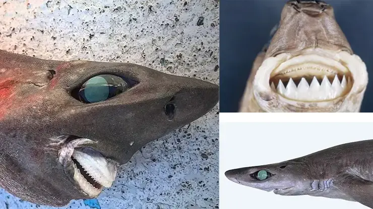 Monster From The Deep! Critically Endangered Shark With Bulging Eyes And A Human-like Smile Is Dragged From More Than 2,000 Feet Below The Surface Off The Coast Of Australia