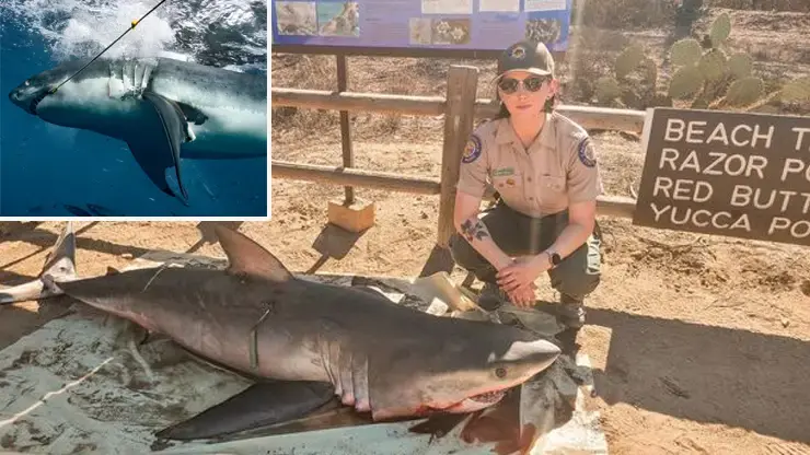 Fury After 8-foot Great White Shark Washes Up On Shore Injured By Fishing Gear