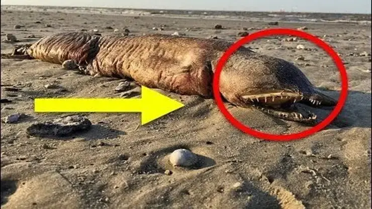 What Is It?! Scientists Stunned As Hurricane Washes Up Eye-less Sea Beast