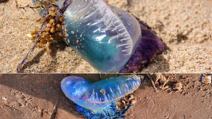 Warning As ‘deadly’ Sea Creatures Blown Onto Uk Beaches By Strong Winds