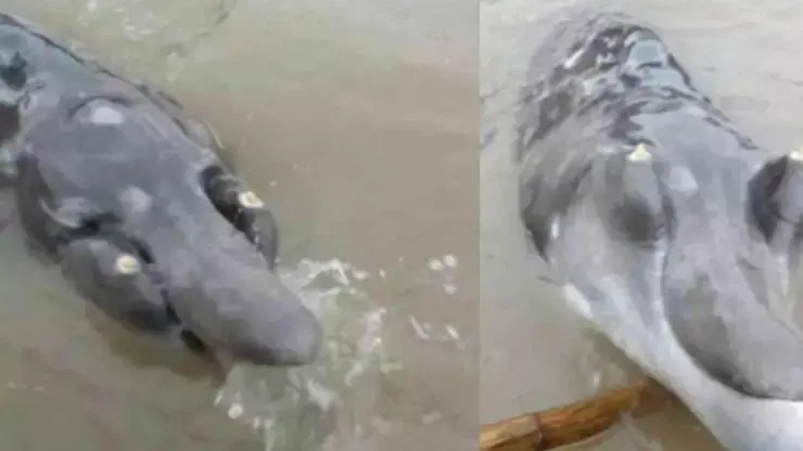 Chinese Fisherman Catches Mysterious Creature From The Deep Sea