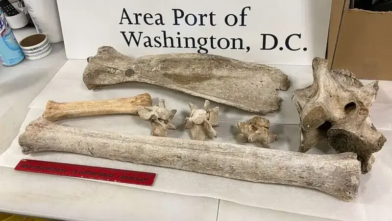 Virginia woman caught bringing giraffe, zebra bones back from trip to Africa: CBP