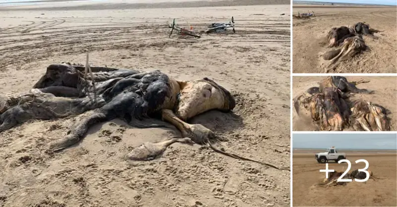 Questions are raised when an unusual 15-foot monster with “flippers” and “fur” washes up on a Merseyside beach