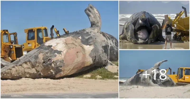 A big whale that had been bitten by a great white shark washed ashore on the South African shoreline
