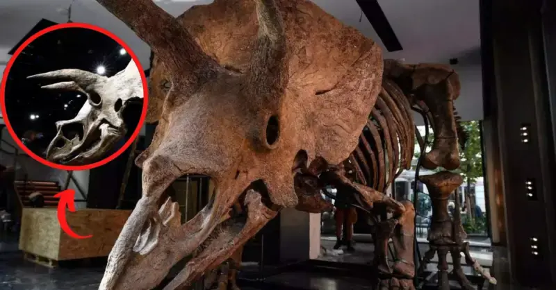 Remains of ‘Big John’, the largest known triceratops, fetch nearly €6.6m