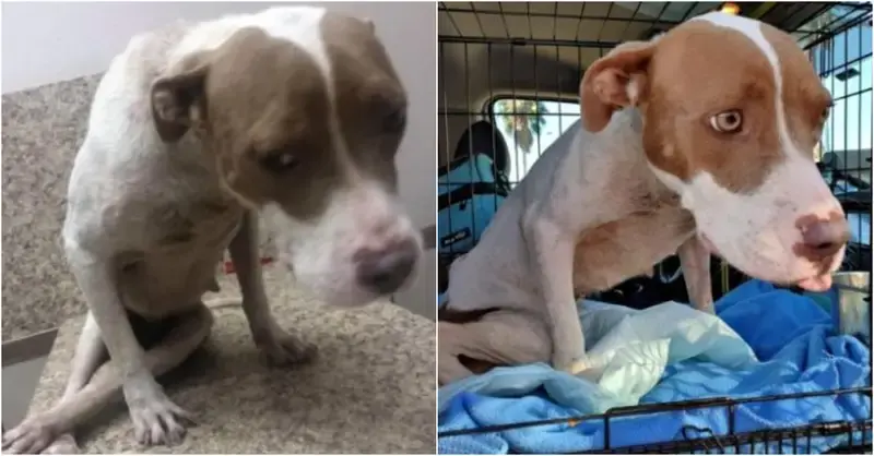 Through their grief, they free a crippled dog that had been held chained to a tree and starved.