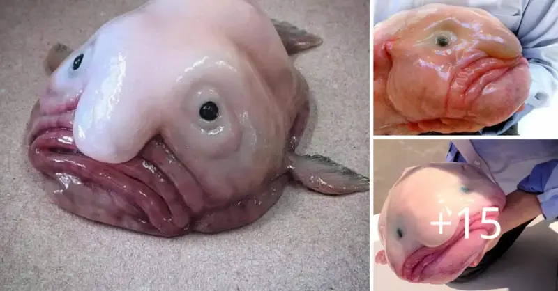 Strange alien-like creature with the funniest face in the world appeared on the bottom of the Australian sea