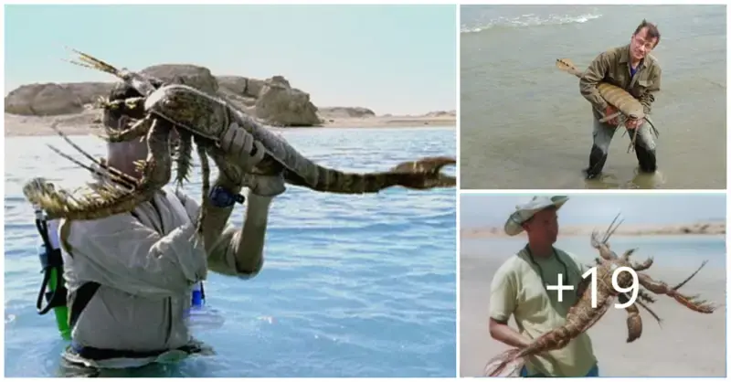 Extinct “Sea Scorpion” That Can Grow 2 Meters Long Discovered in Australia