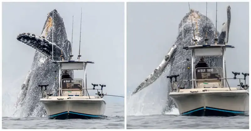 Once-In-A-Lifetime Footage Of A Massive Humpback Whale Leaping Out Of The Water Next To A Fishing Boat
