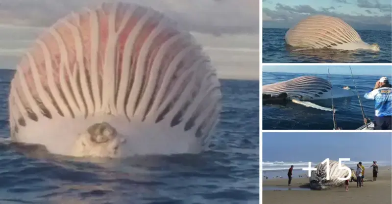The strange huge fish that is coming from the ocean has Australian fisherman in awe