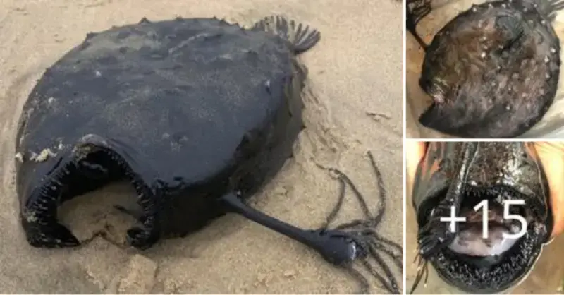 Rarely spotted onshore deep-sea footballfish are discovered by a beachgoer in California