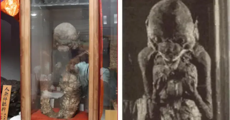 Discover the 1,400-year-old “Tenshou-Kyousha” Mermaid Mummy in awe