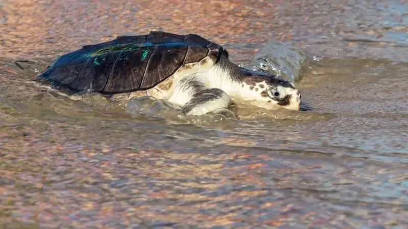 How cold weather can impact animals in the South