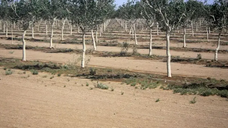 Arizona restricts farming to protect groundwater supply