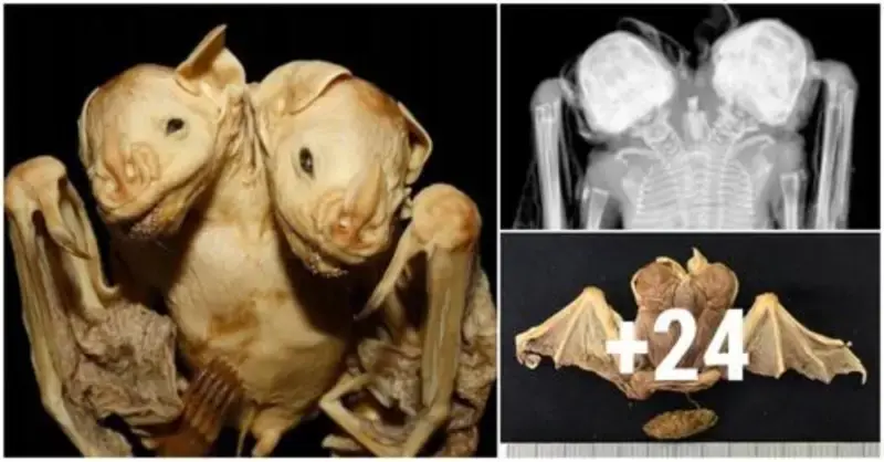Discovering the mummy of a strange two-headed creature in the rainforest confuses scientists