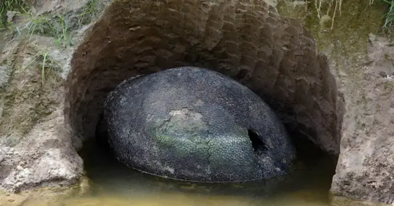 The people of Argentina discovered the enormous old snail shell along with odd phenomena that occur when touched