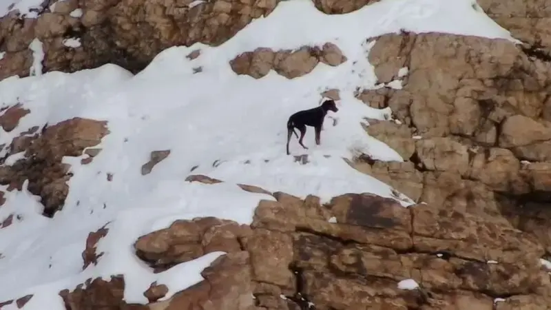Search and rescue team save dog near frozen waterfall in Utah