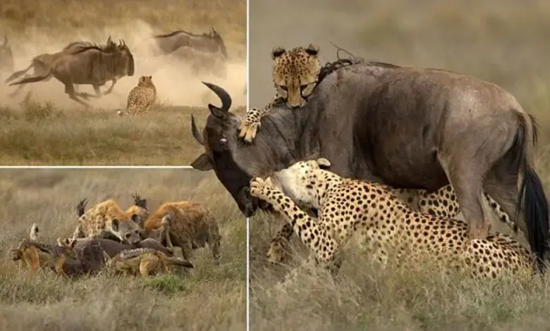 Spectacular Killing Of Cheetahs Or A Surprise Meal Of Hyenas?