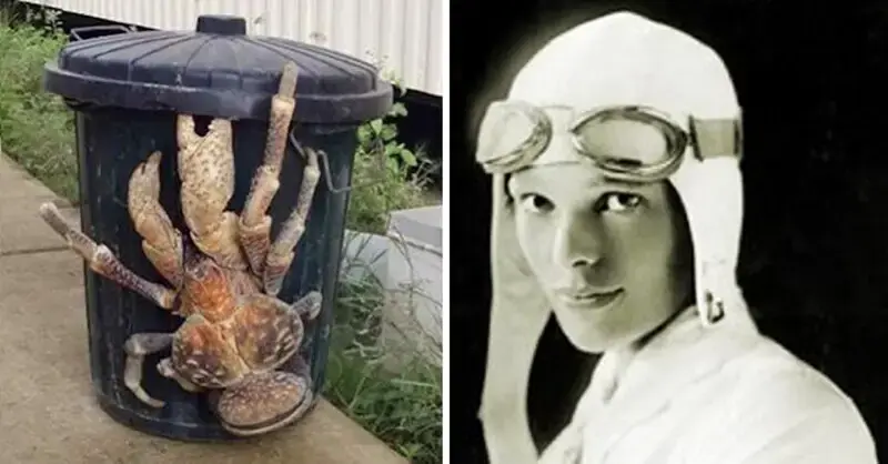 Meet the world’s largest Land Crab that may have eaten Amelia Earhart Alive