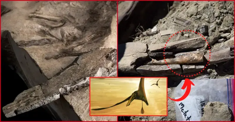 The biggest Jurassic pterosaur fossil discovered is in Scotland