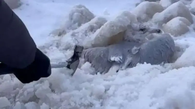Buffalo residents rescue birds stuck in ice after historic winter storm