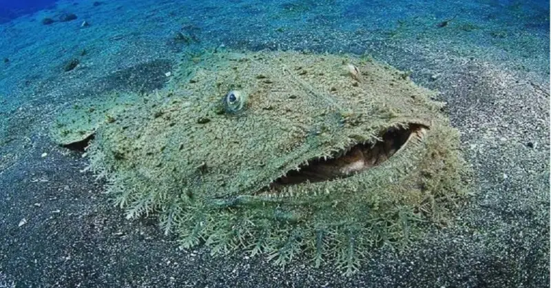 There is a shark on the seafloor that you shouldn’t step on