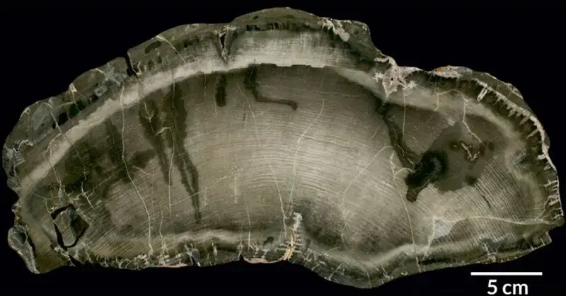 Hundreds of Years of Tree Rings Reveal a Grim Anomaly That Began in The 20th Century