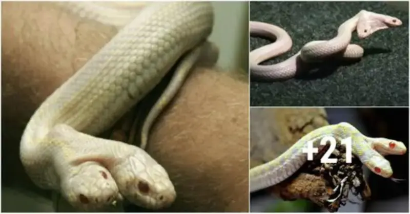 At Snake Worlds in the zoo, a two-headed albino snake was discovered