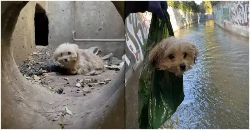 The dog lost all chance of being discovered when it became stuck at the bottom of the sewer.