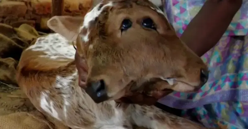 The neighboring cow is seen struggling to stand on its feet under the weight of its two heads in footage shot at a farm in Idaho