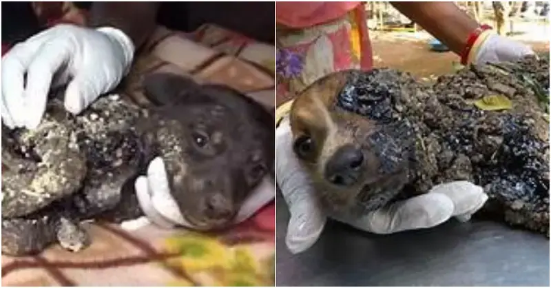 They discover terrified pups covered in tar and unable to move other than their eyes.