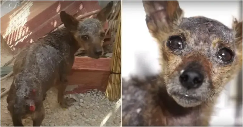 They come upon a street dog with little eyes pleading for rescue, being abused and dehydrated.