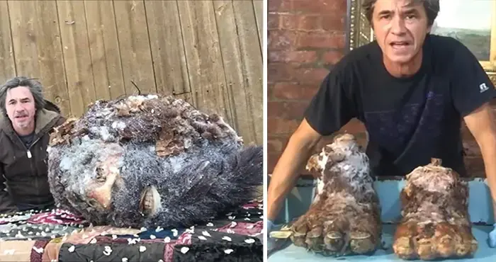 Man Shows in 2 Videos the Head and the Feet of Frozen Bigfoot That His Father Hunted in 1953