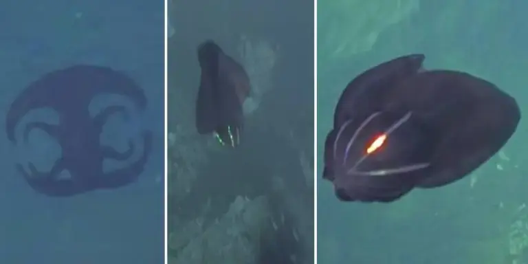 At the bottom of the ocean, a bizarre shape-shifting alien-like creature has been recorded