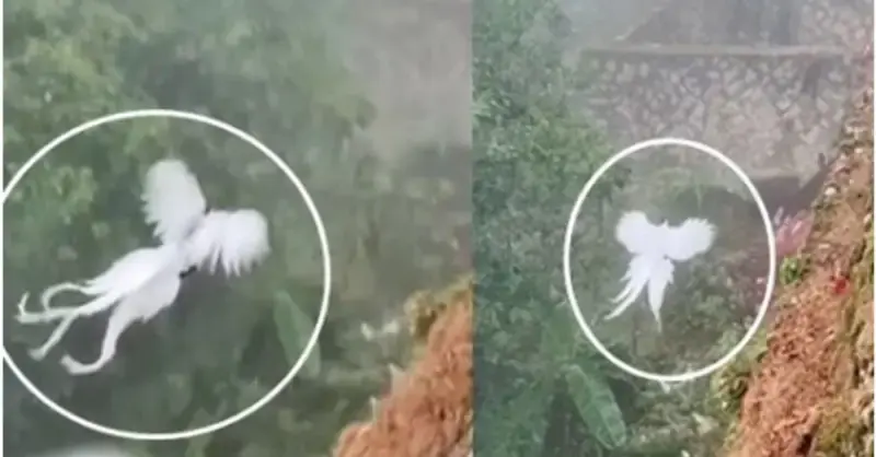 When it arrived in a valley, the fabled white phoenix caused a stir among Chinese internet users