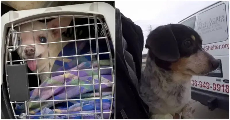 14 pups were homeless when their owner passed away.