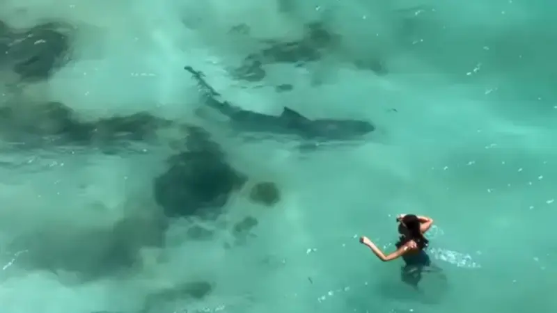 Watch: Massive shark spotted metres from shore at popular Perth swimming beach