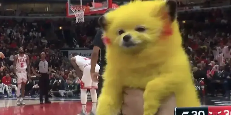 Pikachu Dog Goes Viral At NBA, Again