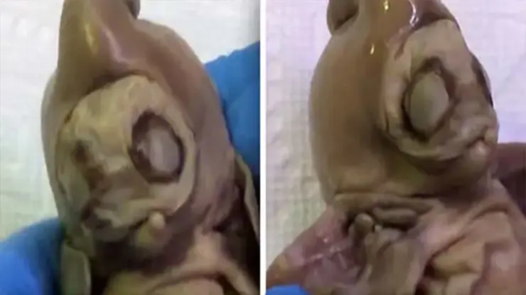 Alien creature found in the backyard of a house in Arizona