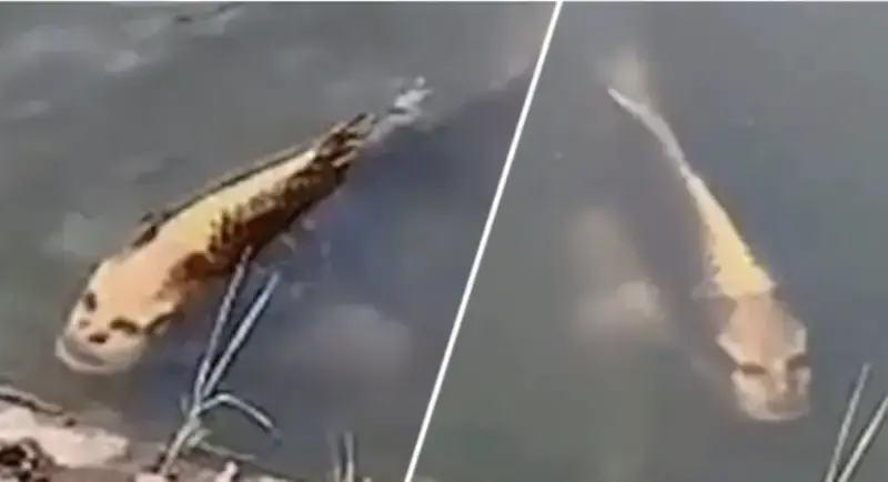 A Strange Fish With Human Face Was Filmed By a Tourist In China