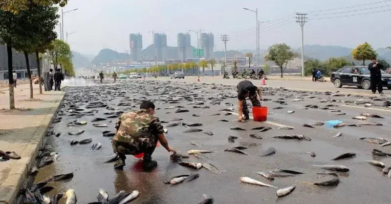 Amazing! Feared by the bizarre fish rain phenomena that only occurs in the Lluvia de Peces mythology in Honduras