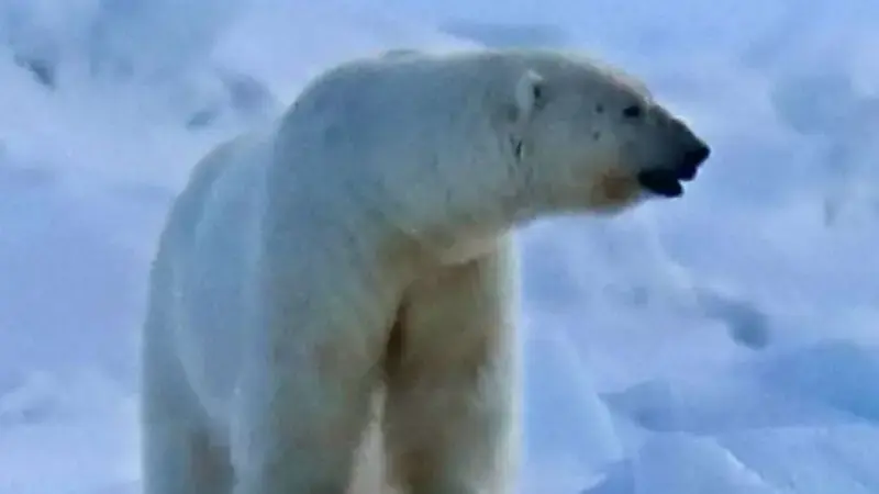 Polar bear kills woman and young boy after rampage through remote Alaska village