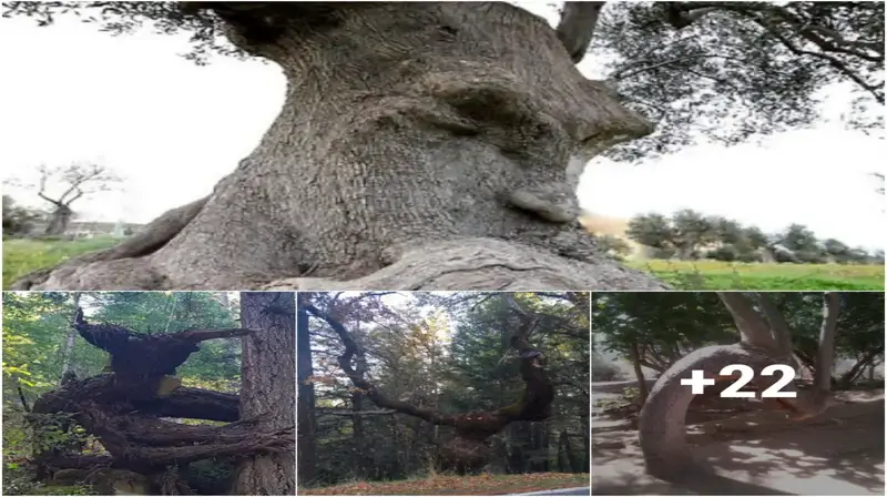 30 Surprisingly Different Trees That Will Make You Look Twice